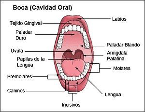 Blanqueamiento dental - distribución de los dientes